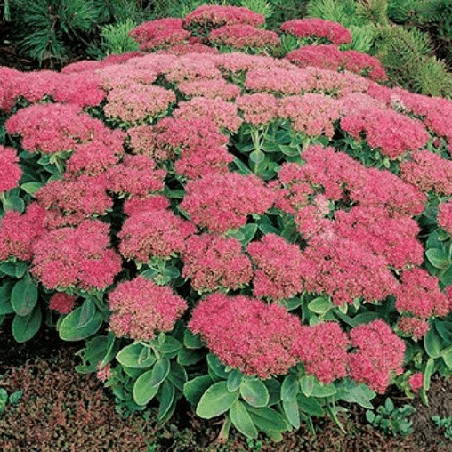 Sedum 'Herbstfreude'